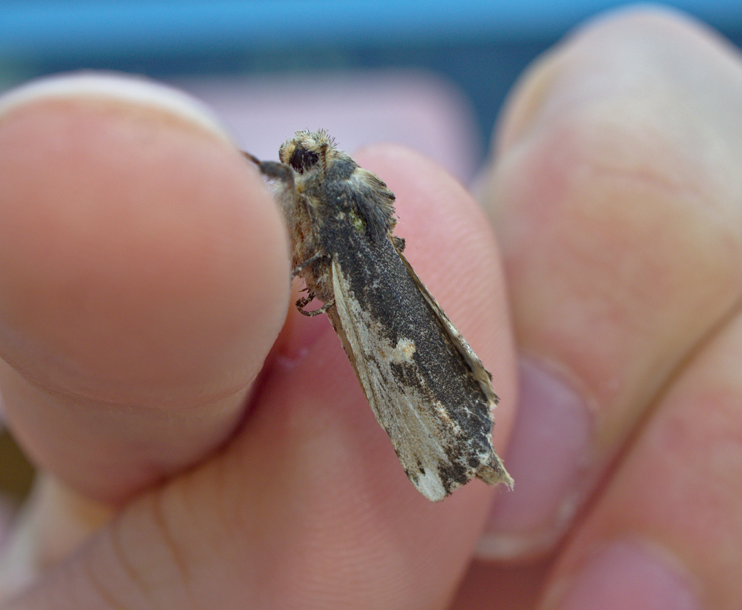 I would have called it the Oreo moth_20200812.jpg